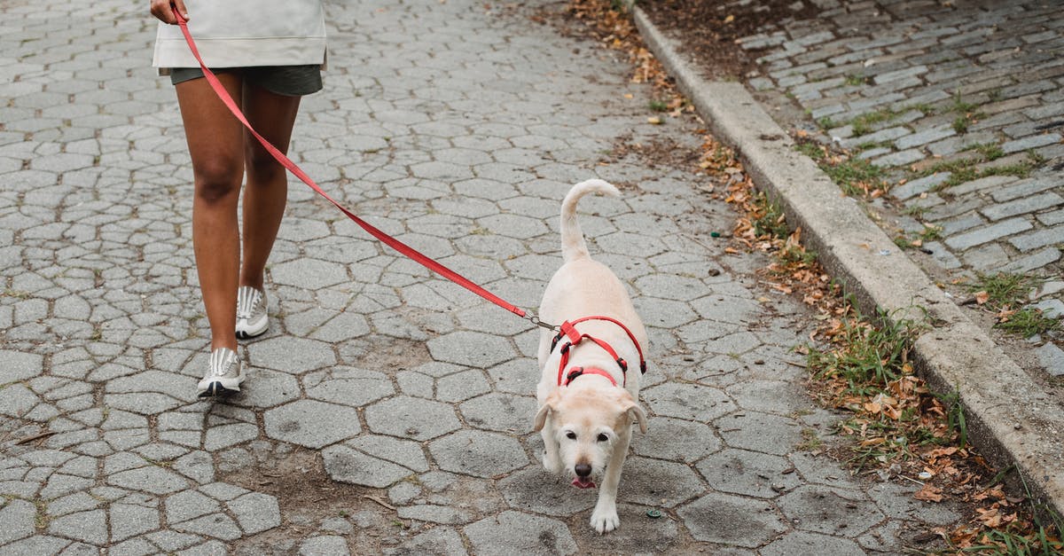 Zermatt to Breuil-Cervinia by short path - Unrecognizable ethnic female in shorts walking dog with white fur on red leash while strolling on paved sidewalk on street